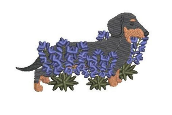 Dachshund Walking Through Bluebonnets